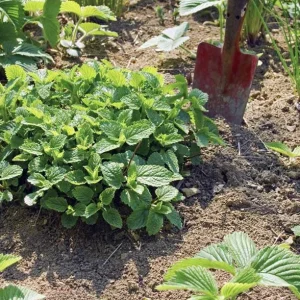 Lemon Balm Live Plant - 4.5-inch Pot - Fragrant Culinary Herb for Gardens - Image 9