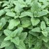 Lemon Balm Live Starter Plant – 3-6 Inch Tall Fragrant Perennial Herb for Garden - Image 1