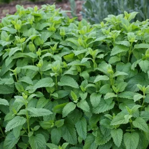 Lemon Balm Live Starter Plant – 3-6 Inch Tall Fragrant Perennial Herb for Garden - Image 2