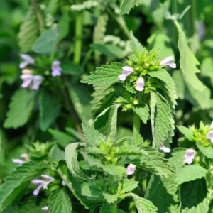 Lemon Balm Live Starter Plant – 3-6 Inch Tall Fragrant Perennial Herb for Garden - Image 3