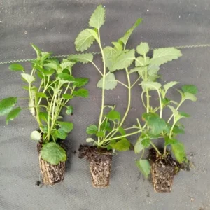 Lemon Balm Live Starter Plant – 3-6 Inch Tall Fragrant Perennial Herb for Garden - Image 4