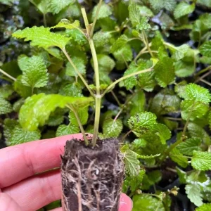 Lemon Balm Live Starter Plant – 3-6 Inch Tall Fragrant Perennial Herb for Garden - Image 5