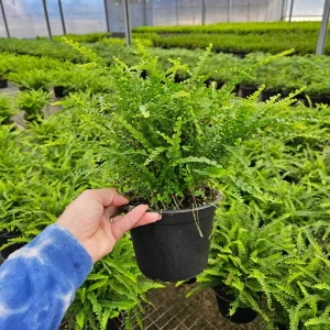Lemon Button Fern Live Plant – Nephrolepis cordifolia 'Duffii' – Easy Indoor Fern – 4 or 6 Inch Pot - Image 2