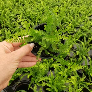 Lemon Button Fern Live Plant – Nephrolepis Cordifolia – 4 Inch Pot Indoor Houseplant - Image 2