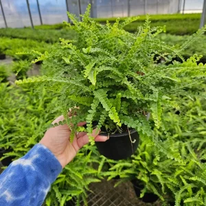 Lemon Button Fern Live Plant – Nephrolepis cordifolia 'Duffii' – Easy Indoor Fern – 4 or 6 Inch Pot - Image 3
