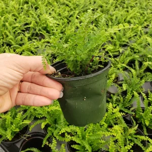 Lemon Button Fern Live Plant, Nephrolepis cordifolia 'Duffii', 4 Inch Pot, Indoor Houseplant - Image 4