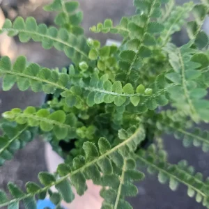 Lemon Button Fern Live Plant - Nephrolepis Cordifolia 'Duffii' - 4in Pot - Indoor - Image 4