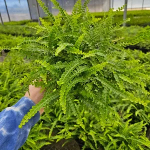 Lemon Button Fern Live Plant – Nephrolepis cordifolia 'Duffii' – Easy Indoor Fern – 4 or 6 Inch Pot - Image 4