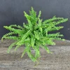 Lemon Button Fern Live Plant, Nephrolepis cordifolia 'Duffii', 4 Inch Pot, Indoor Houseplant - Image 1