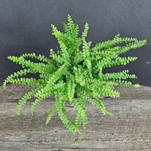 Lemon Button Fern Live Plant, Nephrolepis cordifolia 'Duffii', 4 Inch Pot, Indoor Houseplant - Image 1