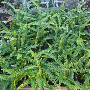 Lemon Button Fern Live Plant - Nephrolepis Cordifolia 'Duffii' - 4in Pot - Indoor - Image 5