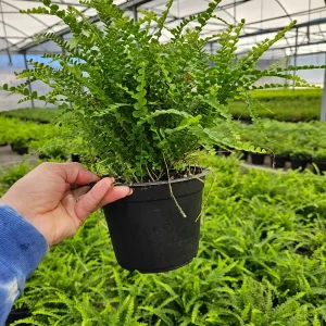 Lemon Button Fern Live Plant – Nephrolepis cordifolia 'Duffii' – Easy Indoor Fern – 4 or 6 Inch Pot - Image 5