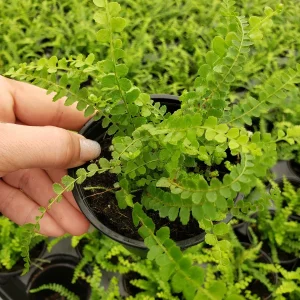 Lemon Button Fern Live Plant, Nephrolepis cordifolia 'Duffii', 4 Inch Pot, Indoor Houseplant - Image 5