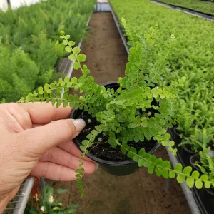 Lemon Button Fern Live Plant – Nephrolepis Cordifolia – 4 Inch Pot Indoor Houseplant - Image 5