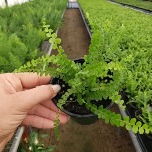 Lemon Button Fern Live Plant, Nephrolepis cordifolia 'Duffii', 4 Inch Pot, Indoor Houseplant - Image 6