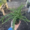 Lemon Button Fern Live Plant - Nephrolepis Cordifolia 'Duffii' - 4in Pot - Indoor - Image 1