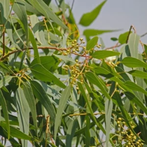 Lemon Eucalyptus Live Plant Plug - Fragrant Herb Tree, 2-6 Inch Tall, Corymbia citriodora, Outdoor - Image 2