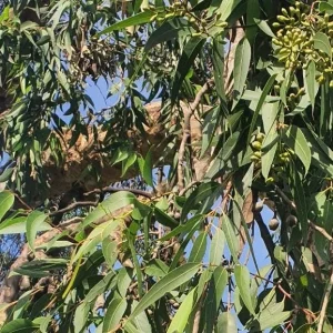 Lemon Eucalyptus Live Plant Plug - Fragrant Herb Tree, 2-6 Inch Tall, Corymbia citriodora, Outdoor - Image 3