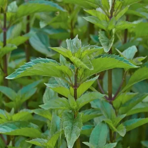 Lemon Mint Live Plant – 2 Fresh Mint Herb Plants, 4-6 Inch Tall for Outdoor Garden Growing - Image 2