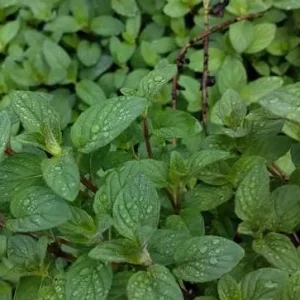 Lemon Mint Live Plant – 2 Fresh Mint Herb Plants, 4-6 Inch Tall for Outdoor Garden Growing - Image 3