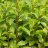 Lemon Mint Live Plant – 2 Fresh Mint Herb Plants, 4-6 Inch Tall for Outdoor Garden Growing - Image 1