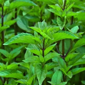 Lemon Mint Live Plant – 2 Fresh Mint Herb Plants, 4-6 Inch Tall for Outdoor Garden Growing - Image 4