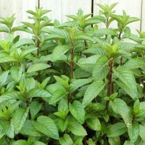 Lemon Mint Live Plant – 2 Fresh Mint Herb Plants, 4-6 Inch Tall for Outdoor Garden Growing - Image 5