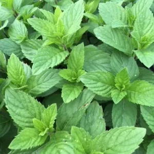 Lemon Mint Live Plant – 2 Fresh Mint Herb Plants, 4-6 Inch Tall for Outdoor Garden Growing - Image 6