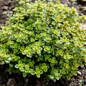 Lemon Thyme Live Starter Plants - Pack of 3 Herb Plants, 4-9 Inch Tall - Image 2