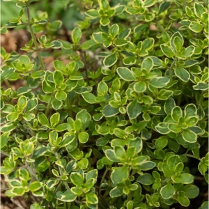 Lemon Thyme Live Starter Plants - Pack of 3 Herb Plants, 4-9 Inch Tall - Image 3