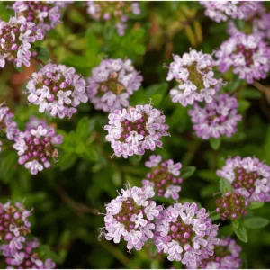 Lemon Thyme Live Starter Plants - Pack of 3 Herb Plants, 4-9 Inch Tall - Image 4