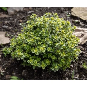Lemon Thyme Live Starter Plants - Pack of 3 Herb Plants, 4-9 Inch Tall - Image 5