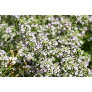 Lemon Thyme Live Starter Plants - Pack of 3 Herb Plants, 4-9 Inch Tall - Image 6