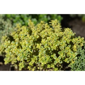 Lemon Thyme Live Starter Plants - Pack of 3 Herb Plants, 4-9 Inch Tall - Image 7