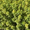 Lemon Thyme Live Starter Plants - Pack of 3 Herb Plants, 4-9 Inch Tall - Image 1