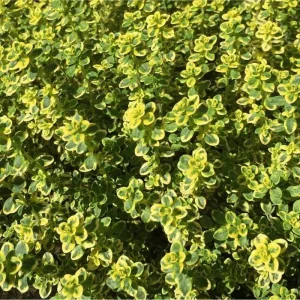 Lemon Thyme Live Starter Plants - Pack of 3 Herb Plants, 4-9 Inch Tall - Image 1