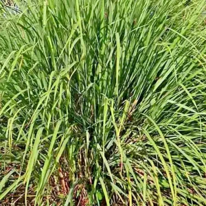 Lemongrass Seeds - 100+ Fresh Non-GMO Lemon Grass Seeds for Indoor & Outdoor Planting - Image 3