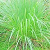 Lemongrass Seeds - 100+ Fresh Non-GMO Lemon Grass Seeds for Indoor & Outdoor Planting - Image 1