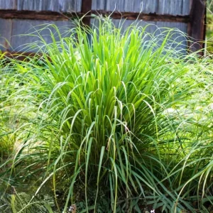 Lemongrass Stalks for Planting – Fresh Herb Plant – Indoor Outdoor Growing - Image 2