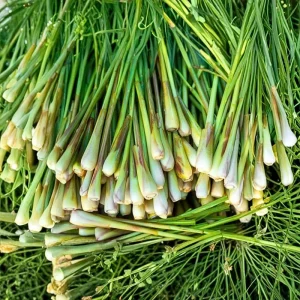 Lemongrass Stalks for Planting – Fresh Herb Plant – Indoor Outdoor Growing - Image 3