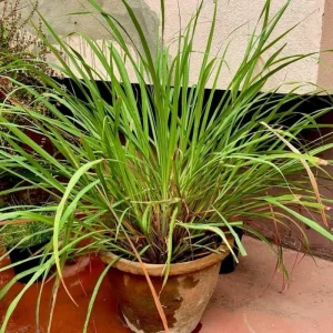 Lemongrass Stalks for Planting – Fresh Herb Plant – Indoor Outdoor Growing - Image 4