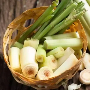 Lemongrass Stalks for Planting – Fresh Herb Plant – Indoor Outdoor Growing - Image 5