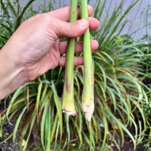 Lemongrass Stalks for Planting – Fresh Herb Plant – Indoor Outdoor Growing - Image 6