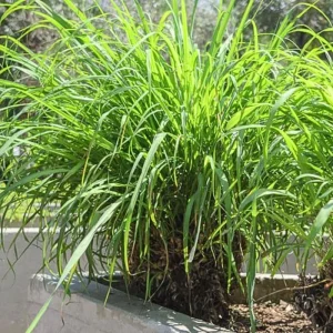 Lemongrass Stalks for Planting – Fresh Herb Plant – Indoor Outdoor Growing - Image 7