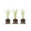 Lemongrass Stalks for Planting – Fresh Herb Plant – Indoor Outdoor Growing - Image 1