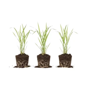Lemongrass Stalks for Planting – Fresh Herb Plant – Indoor Outdoor Growing - Image 1