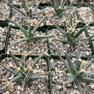 Leuchtenbergia Principis Cactus Live Plant – Unique Agave Cactus – 4 inch, 6 inch pot - Image 2