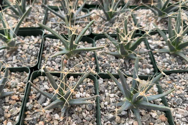 Leuchtenbergia Principis Cactus Live Plant – Unique Agave Cactus – 4 inch, 6 inch pot - Image 2