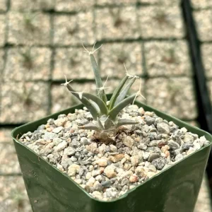 Leuchtenbergia Principis Cactus Live Plant – Unique Agave Cactus – 4 inch, 6 inch pot - Image 3