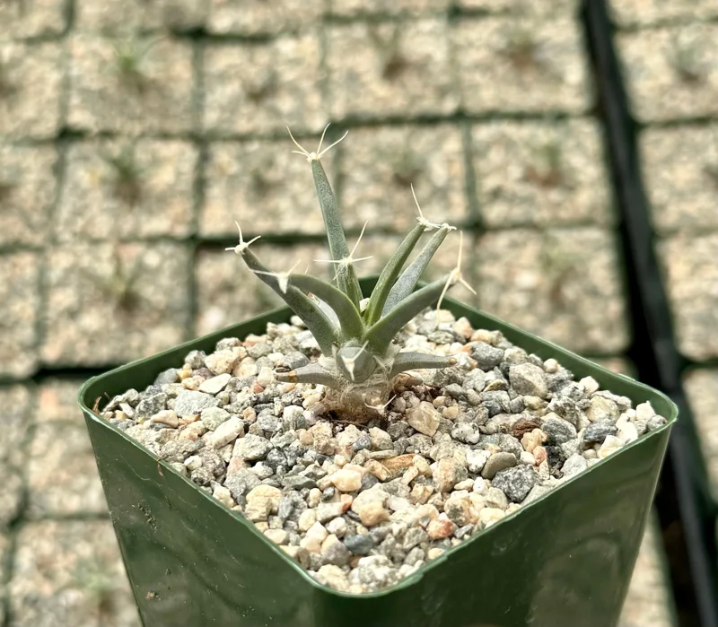 Leuchtenbergia Principis Cactus Live Plant – Unique Agave Cactus – 4 inch, 6 inch pot - Image 3